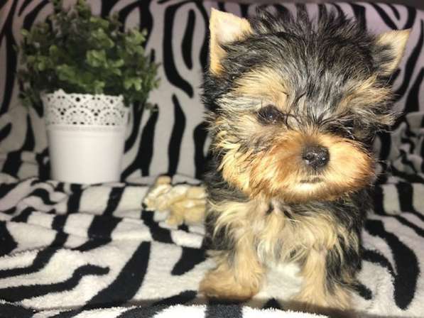 Йоркширский терьер мини