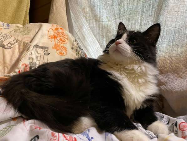 Роскошный нежный молодой котик в Санкт-Петербурге фото 16