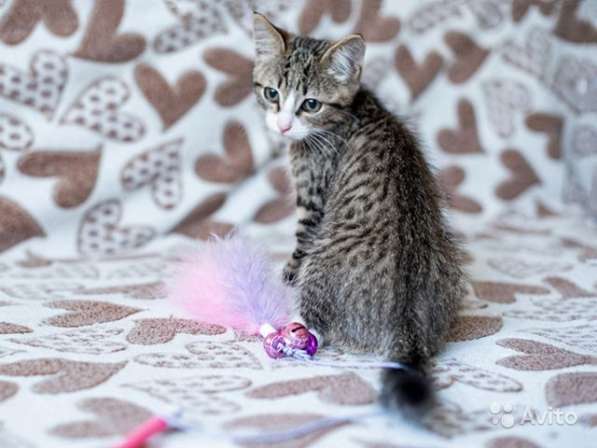 Полосатый позитив, чудесный домашний котенок Пайпер в Москве фото 6