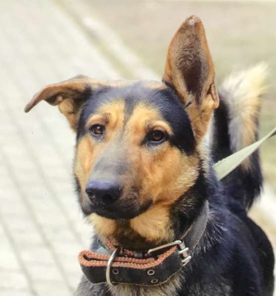 Охранный пёс Граф ищет дом и любящую семью в Москве