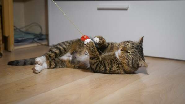 Вальяжный Боб в Москве фото 23