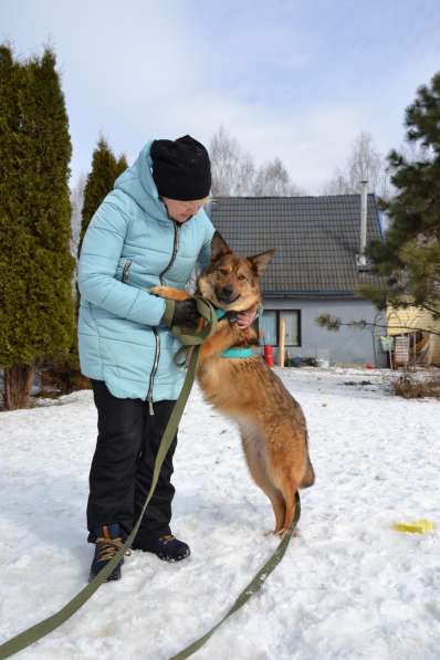 Молодая собачка Динга ищет семью в Москве фото 7
