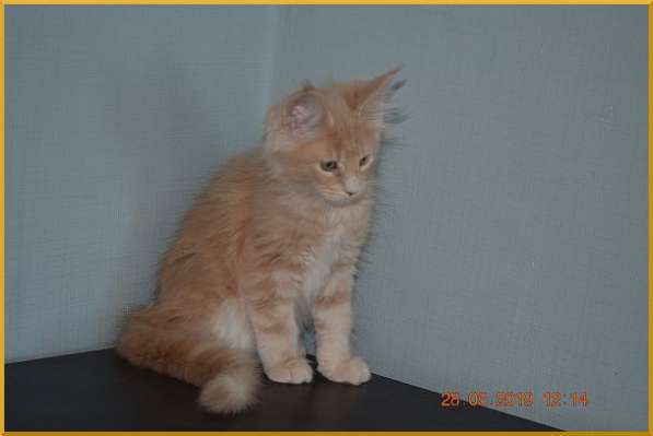 Великолепные котята мейн-кун из питомника в Волгограде фото 240