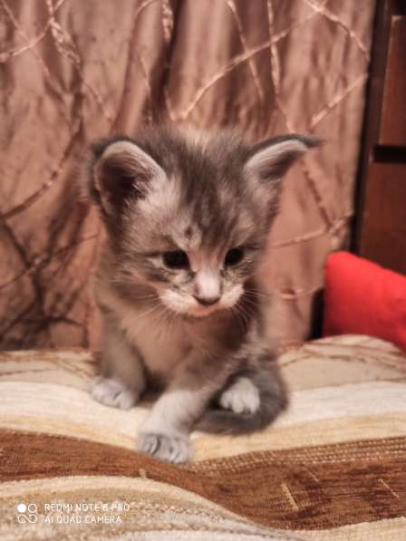 Продажа котят мейн кунов в Снежинске фото 11