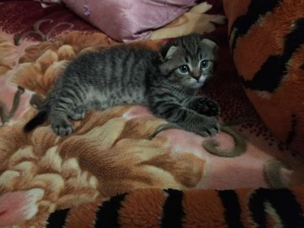 Котята в Туле фото 13