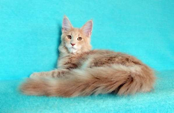 Апельсинки к Новому Году в Рязани фото 39