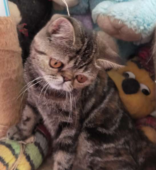 Котенок экзот девочка в Челябинске фото 11