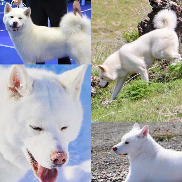 Продам щенков породы японская Акита-ину в фото 6