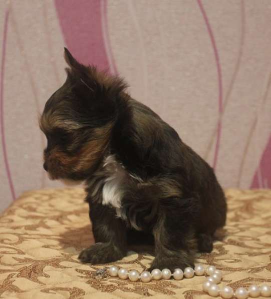 Мини мальчик йорк в Москве фото 5