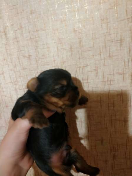 Продаю щенков йоркширских терьеров в фото 9