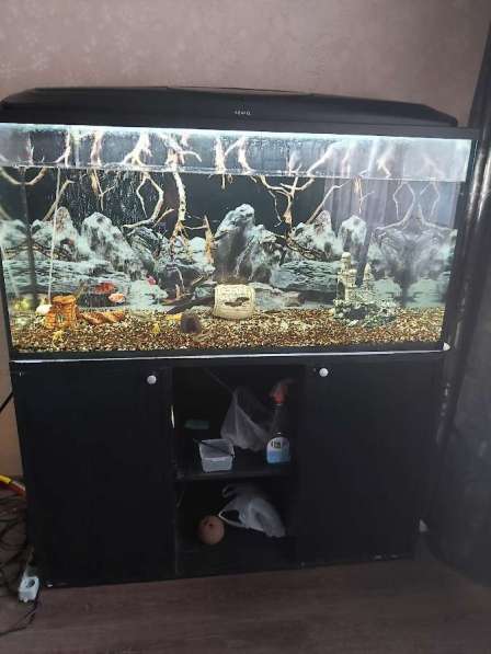 Аквариум в Нижневартовске фото 14