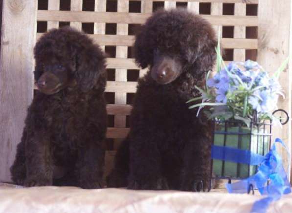 Щенки той и карликового пуделя