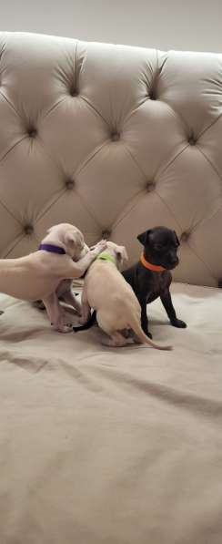 Левретка. Щенок. От супер-титулованной папы. Уникальных окра в Саратове фото 6