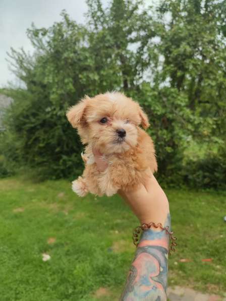 Щенок Той-Пуделя Кайа в фото 8