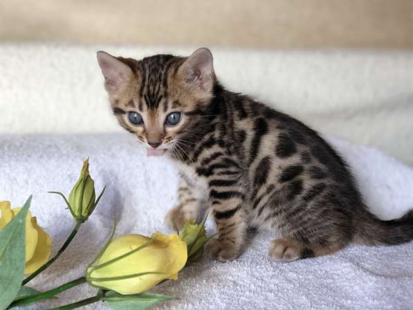 Предлагаются Бенгальские котята из питомника с документами в фото 44