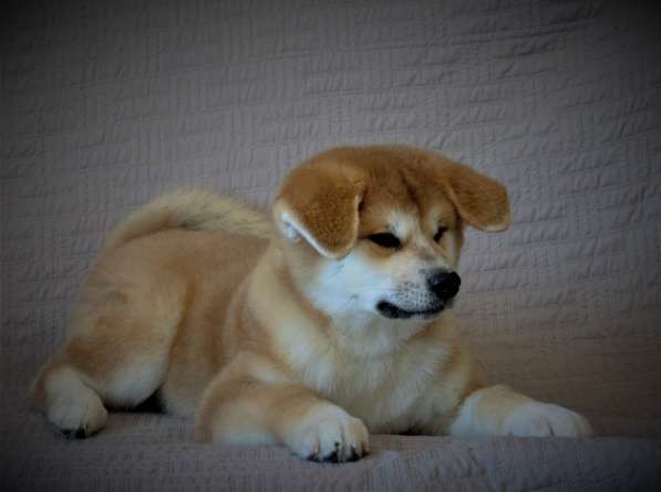 Щенки Акита-ину в Москве фото 8