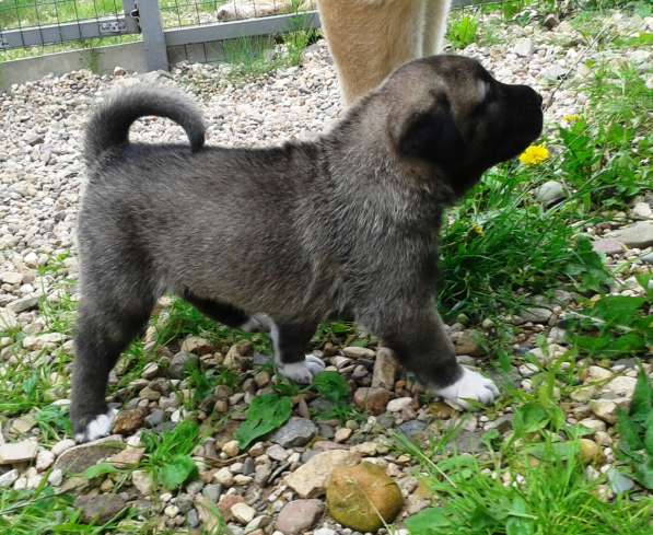 Щенки Кангала для ценителей породы в Москве фото 13