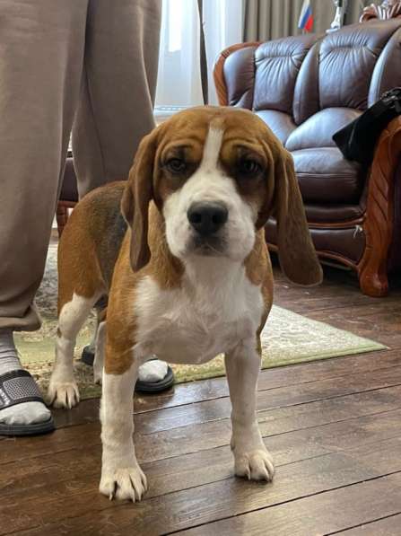 Щенки бигля в Химках фото 4