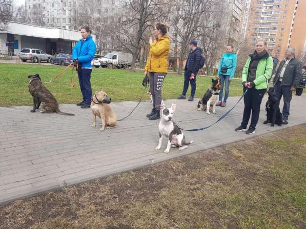 Дрессировка собак в Москве и Московской области в Москве