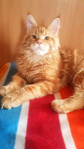 Котёнок шоу/брид класса, Чемпион WCF в Екатеринбурге фото 10