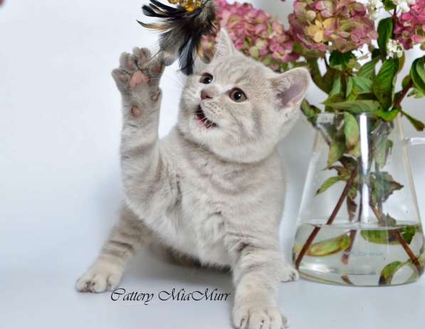 British shorthair kittens в фото 4