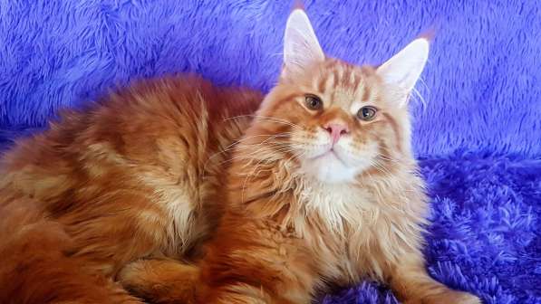 Котёнок шоу/брид класса, Чемпион WCF в Екатеринбурге фото 12