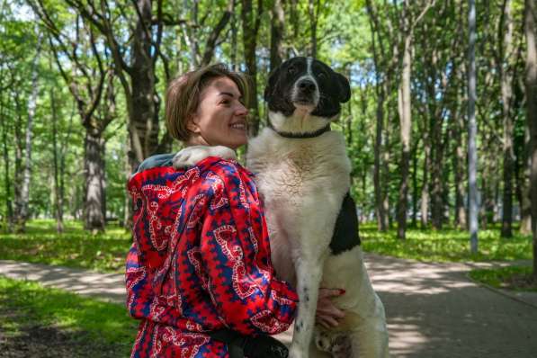 Жизнерадостный пес Грэм в добрые руки в Москве