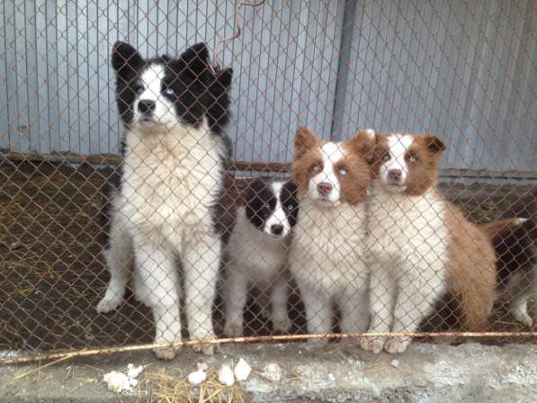 Щенки Якутской Лайки в Новосибирске фото 3