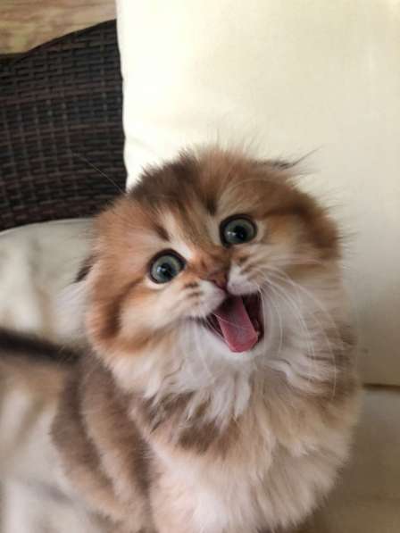 Шотландская кошечка