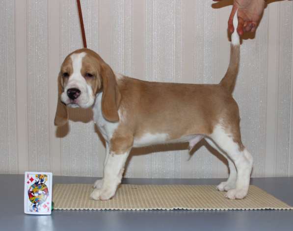 Щенки бигля в Тосно фото 18