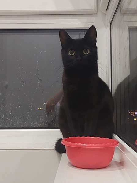 Кошка Чёрная Мамба ищет дом в Химках фото 7