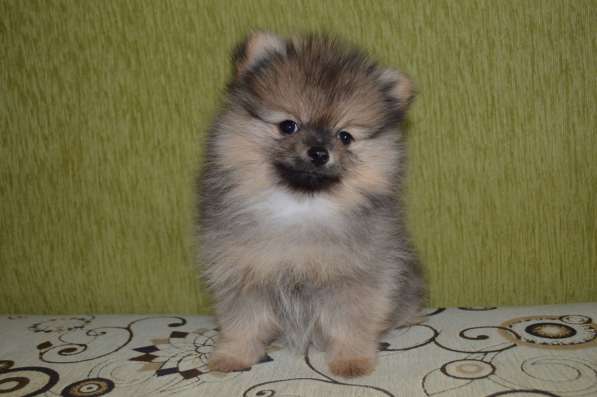 Померанские шпицы в Нижнем Новгороде фото 5