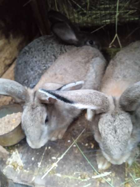 Домашние кролики в фото 3