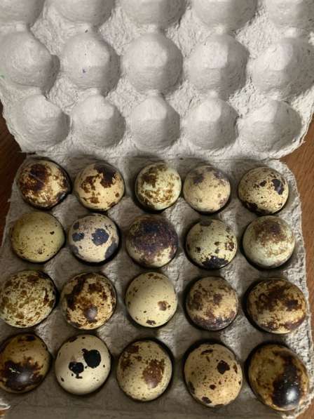 Инкубационное яйца (перепелиные)