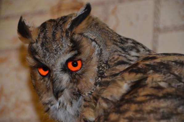 Изготовление чучел животных на заказ (таксидермия)