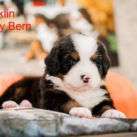 Щенки бернского зенненхунда из питомника в Москве фото 40