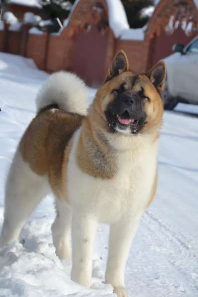 Акита в Ростове-на-Дону фото 12