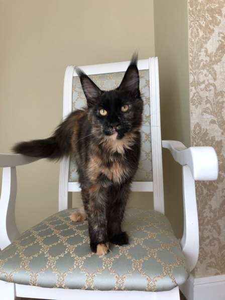 Солидная черепаха мейнкун в Аксае фото 9