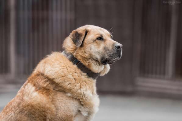 Кохинор ищет семью в Москве фото 38