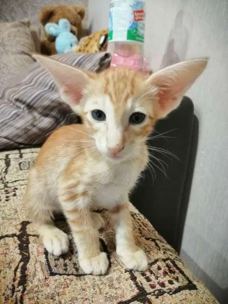 Ориентальный котик в Тюмени фото 6