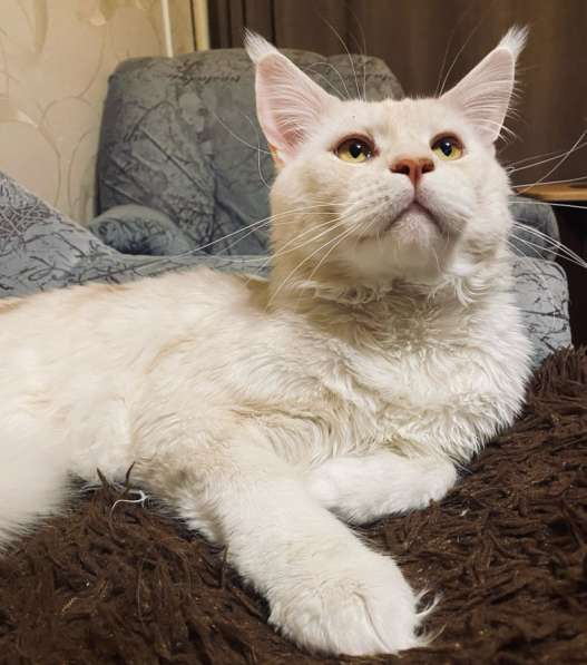 Котята Мейн-кун в Рубцовске фото 12