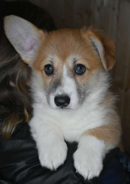 Корги пемброк, яркая девочка в Москве фото 6