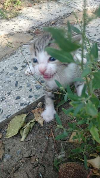 Подарю котят в Ростове-на-Дону фото 11