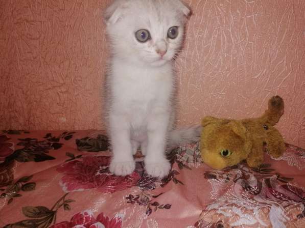 Шотландский кот в фото 17