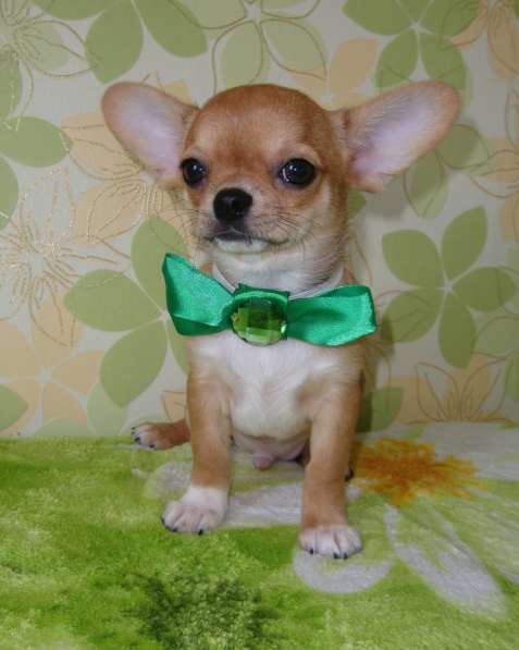 Красавчик чихуахуа в фото 4