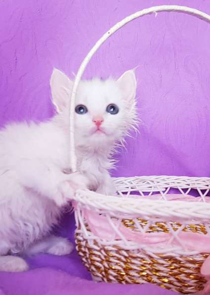 Белоснежные Барсы/котята в добрые ручки в фото 6