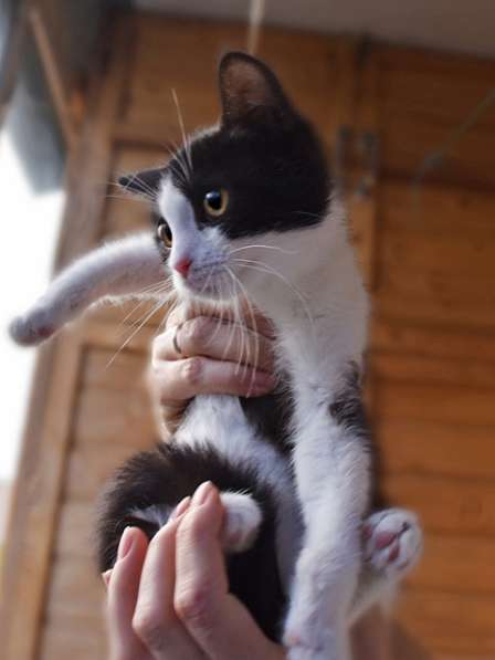 Благородная Яшма, бесподобный домашний котенок в добрые руки в Москве фото 6