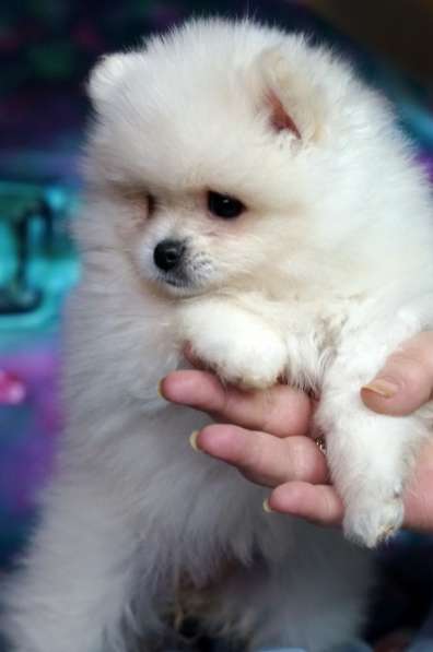 Pomeranian spitz. Cream boy and girl в 