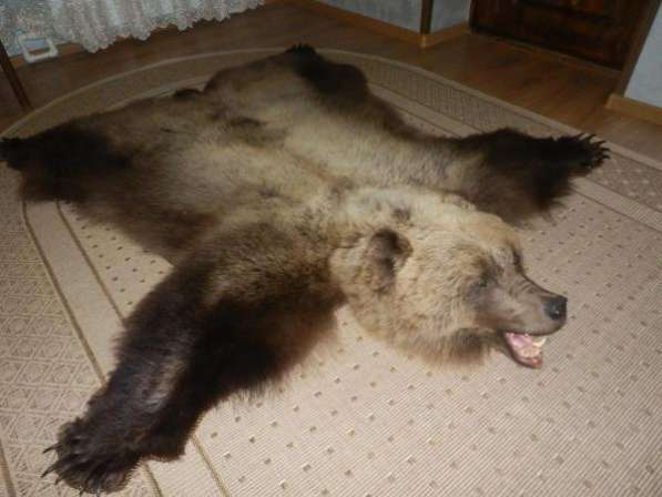 Изготовление чучел животных на заказ (таксидермия) в Москве фото 3