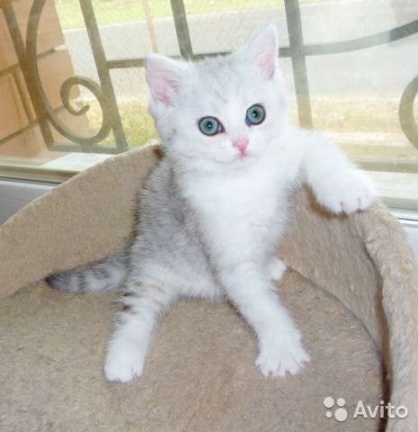 Котята-вислоухие и прямоухие в Костроме фото 15